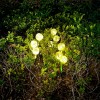 LAMPA LED SOLARA DECORATIVA REBEL