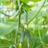PLASA SUPORT PLANTE CATARATOARE - 2X10M